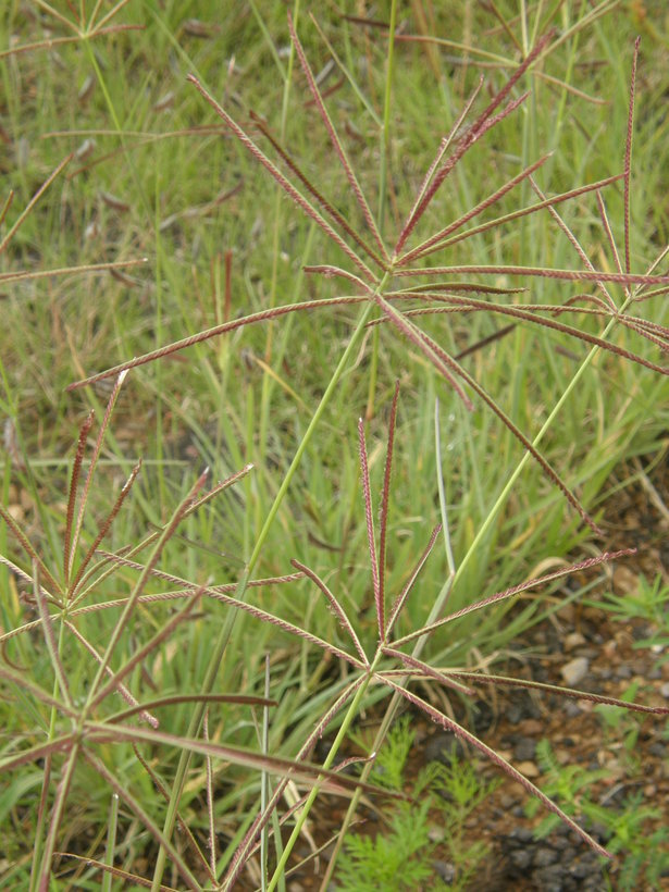 Image of Mexican windmill grass