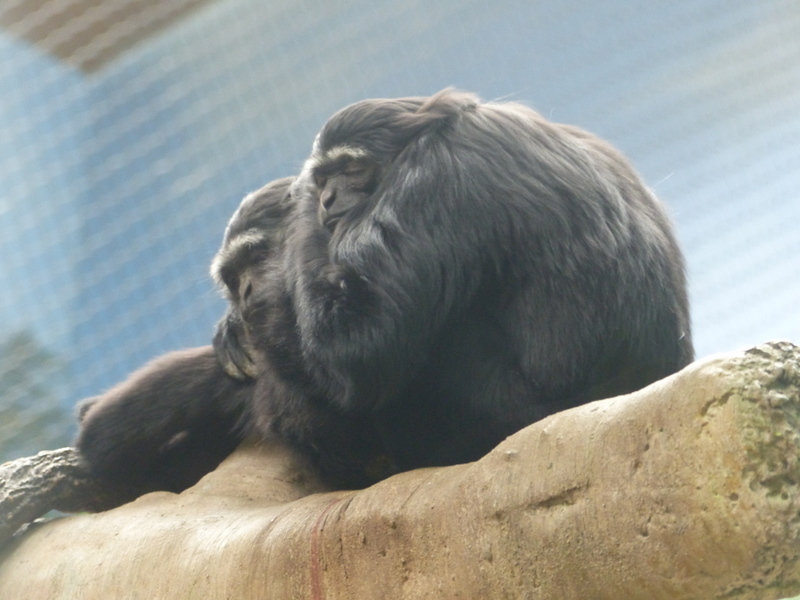 Image of Agile Gibbon