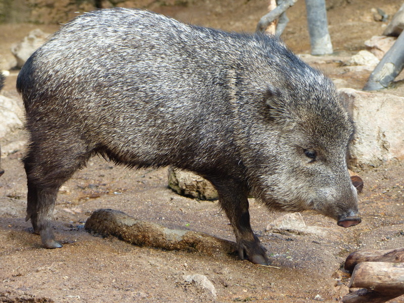 Image of collared peccary
