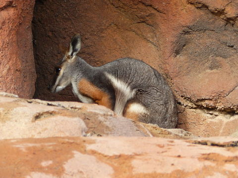 Image of Ring-tailed Rock Wallaby