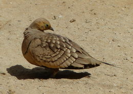 Image of Chestnut-bellied Sandgrouse