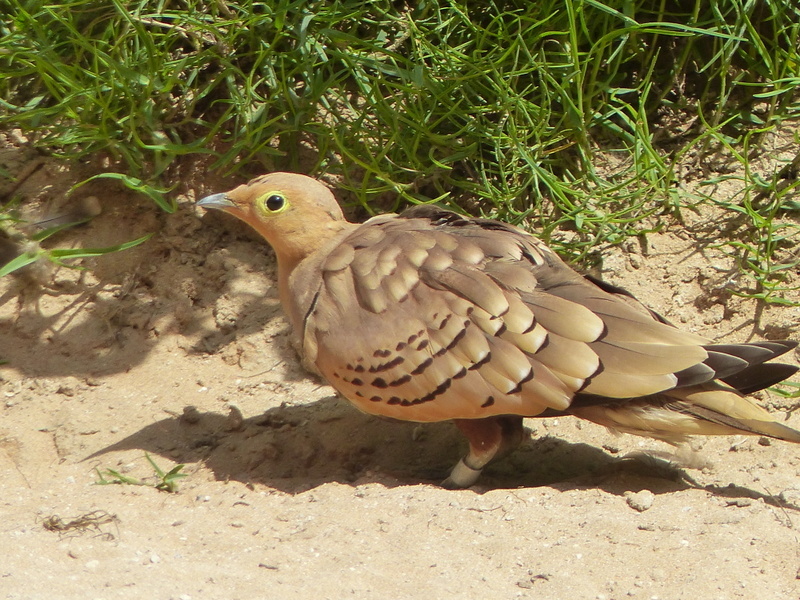 Image of Chestnut-bellied Sandgrouse