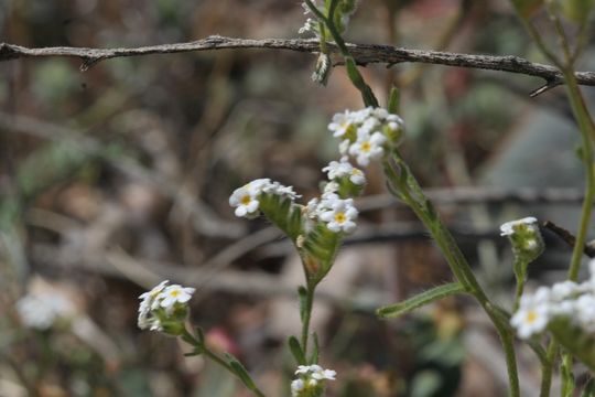 Image of scented cryptantha