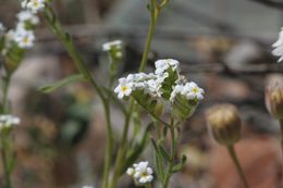 صورة Cryptantha utahensis (A. Gray) Greene