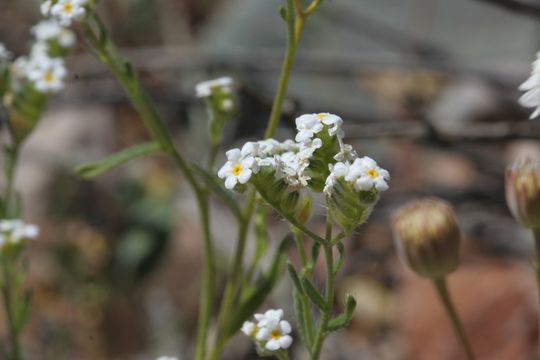 Image of scented cryptantha