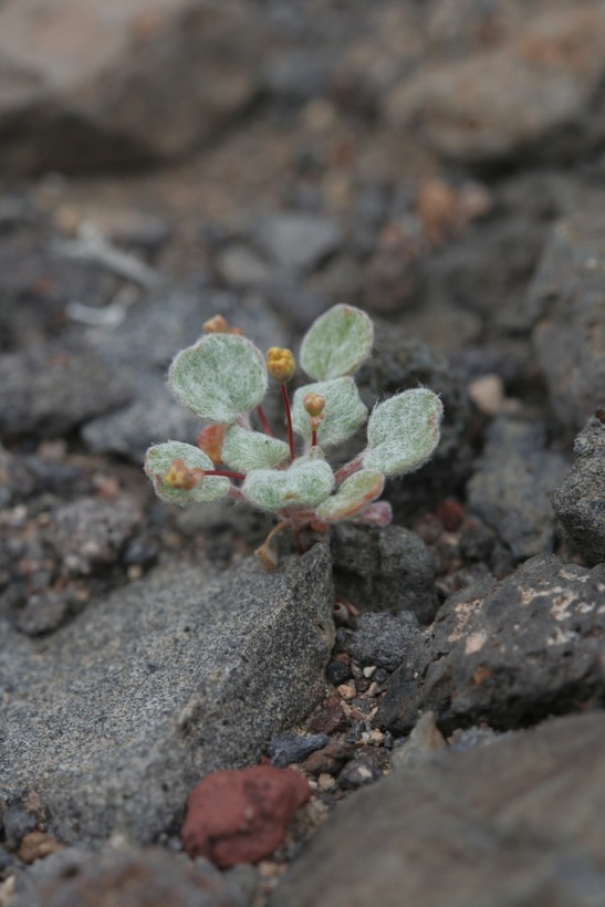 Image of Telescope Peak buckwheat