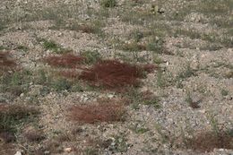 Image de Eriogonum rixfordii S. G. Stokes