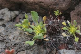 Слика од Chorizanthe rigida (Torr.) Torr. & Gray