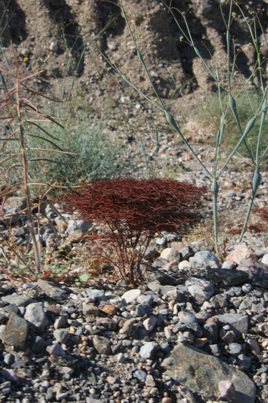 Image of pagoda buckwheat