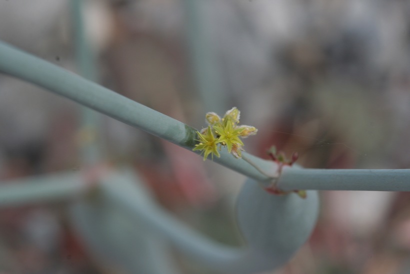 Imagem de Eriogonum inflatum Torr.