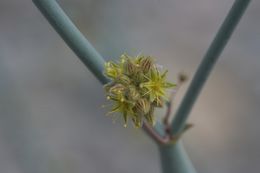 Imagem de Eriogonum inflatum Torr.