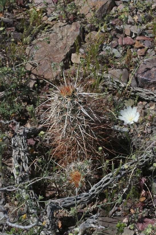 Image of Engelmann's hedgehog cactus