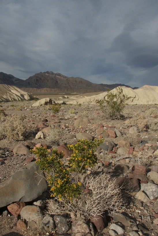 Image of creosote bush