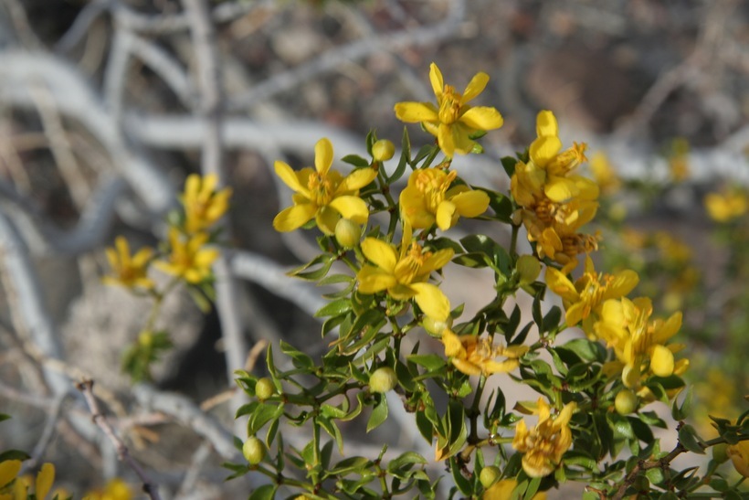 Image of creosote bush