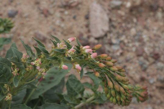 Eremothera boothii subsp. condensata (Munz) W. L. Wagner & Hoch的圖片