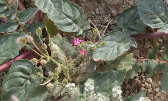 Image of <i>Gilia <i>latifolia</i></i> ssp. latifolia