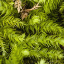 Image of claopodium moss