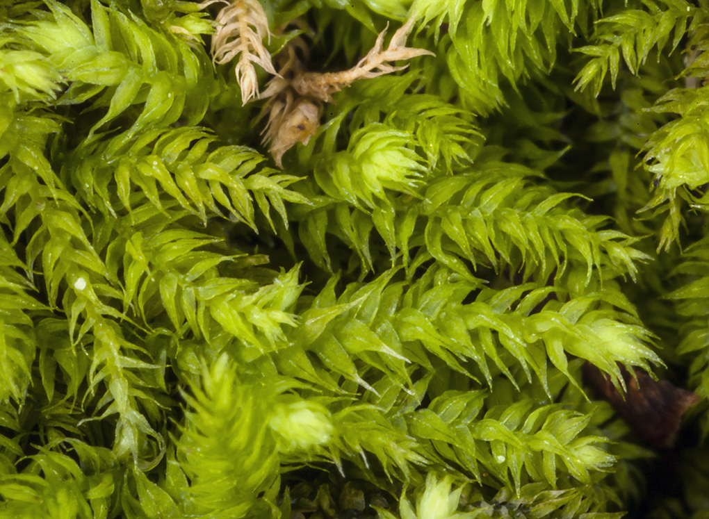 Image of Whipple's claopodium moss