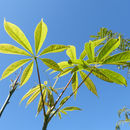 Ceiba speciosa (A. St.-Hil., A. Juss. & Cambess.) P. Ravenna resmi