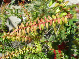 Слика од Agapetes serpens (Wight) Sleumer