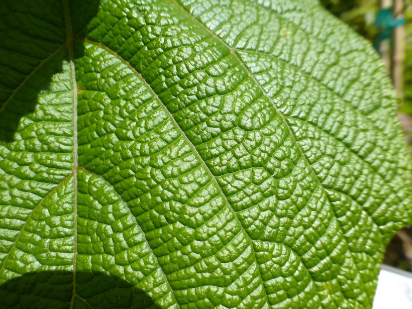 Image of crimson glory vine