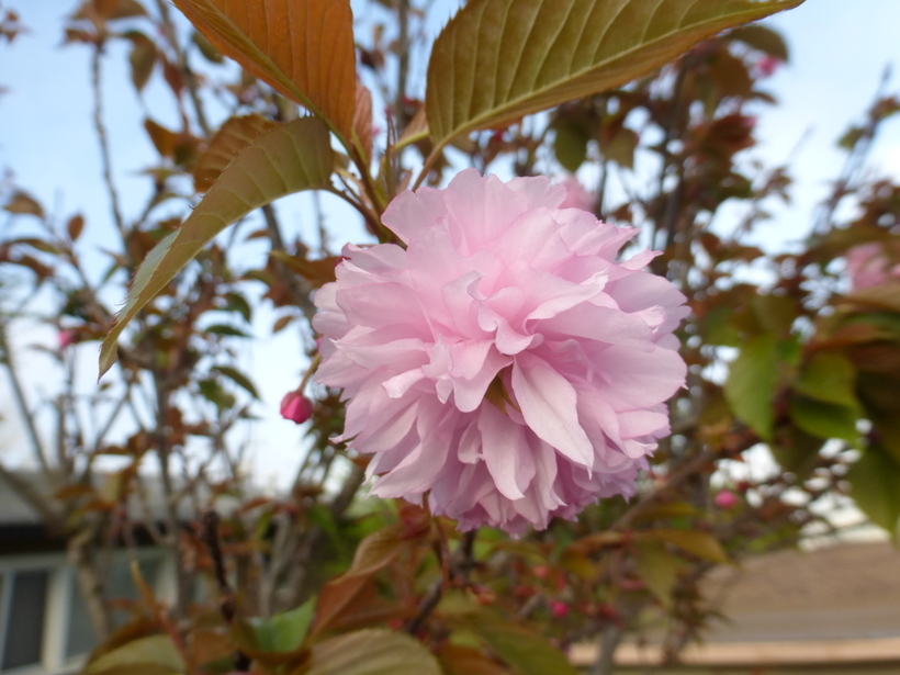 Image of Japanese flowering cherry