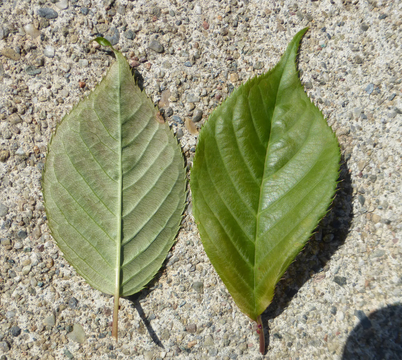 Слика од Prunus serrulata Lindl.