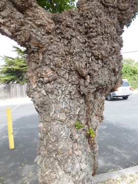 Image of Mousehole tree