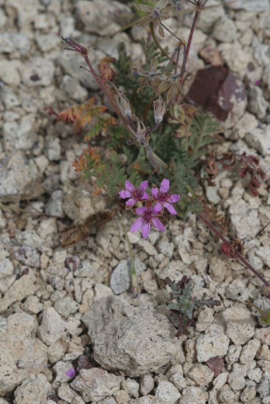 Image of Common Stork's-bill