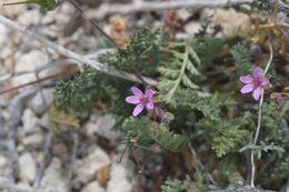 Image of Common Stork's-bill