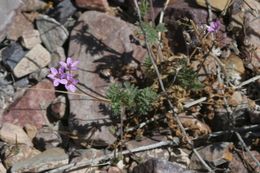 Image of Common Stork's-bill