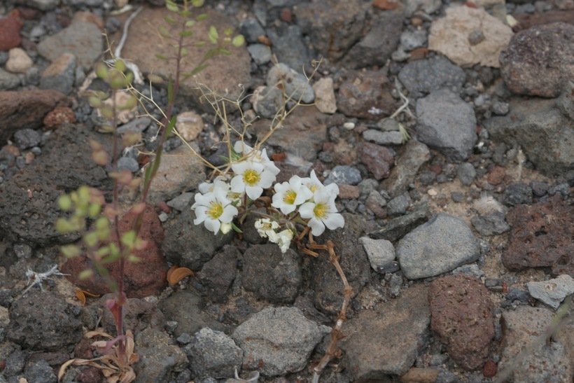 Image de Linanthus demissus (A. Gray) Greene