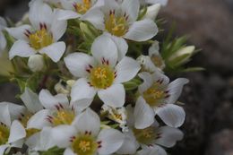 Image de Linanthus demissus (A. Gray) Greene