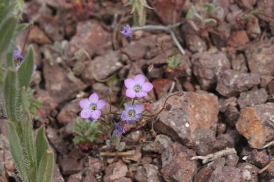 Image of hollyleaf gilia