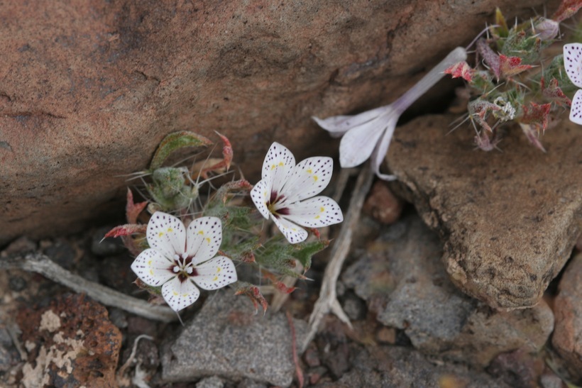 Image of Great Basin langloisia