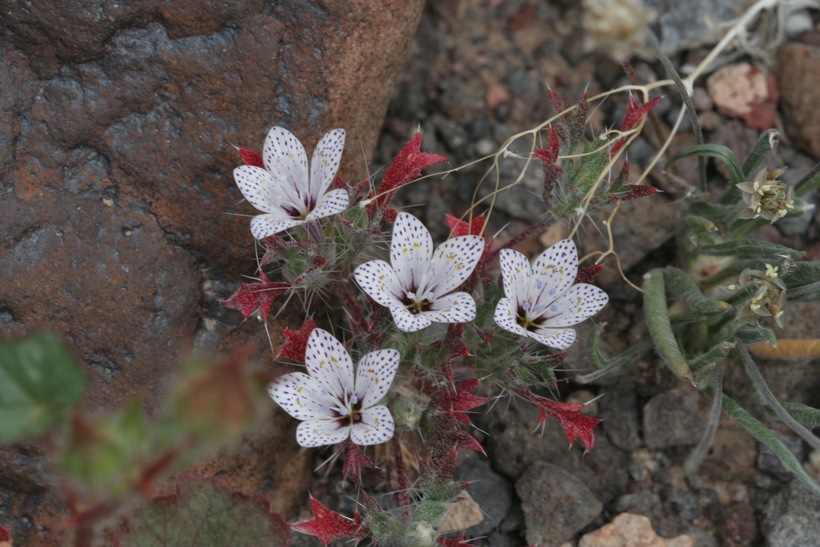 Image of Great Basin langloisia