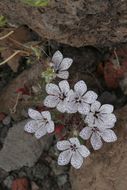 Image of Great Basin langloisia