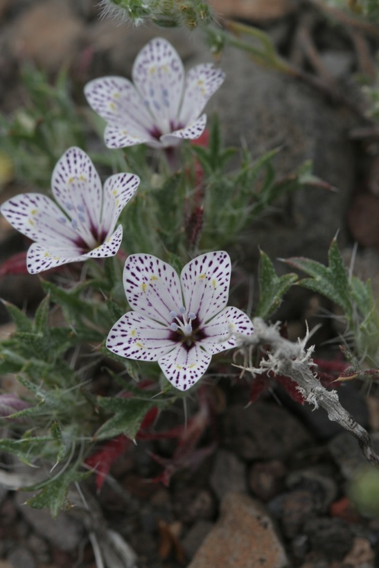 Image of Great Basin langloisia