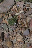 Image of rock gilia