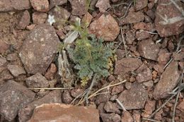 Image of transmontane gilia