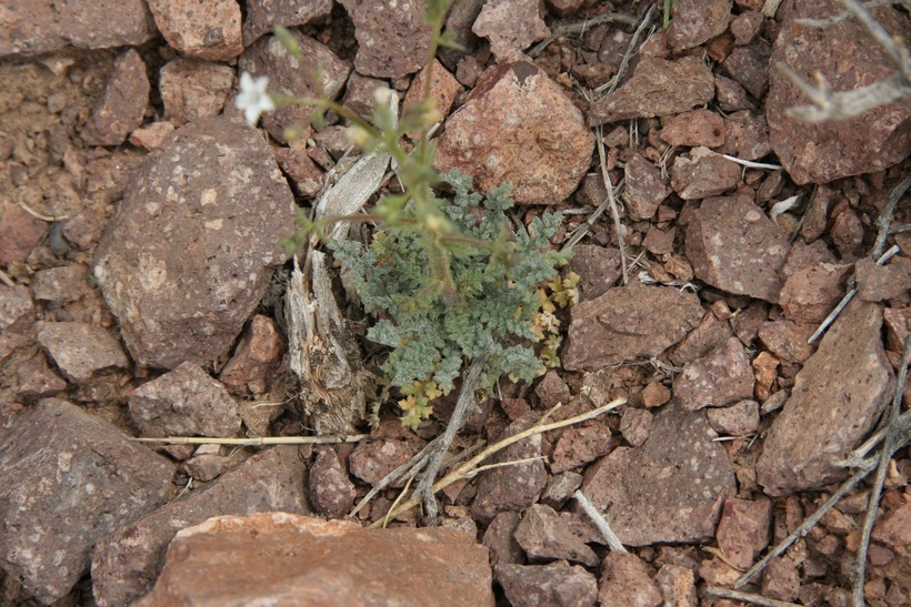 Image of transmontane gilia