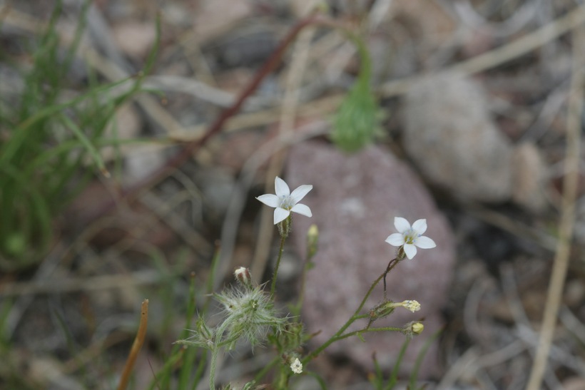 Image of transmontane gilia