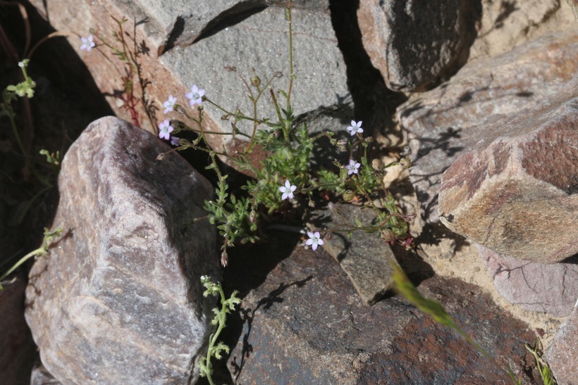 Image of rock gilia