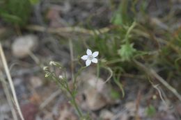 Image of transmontane gilia