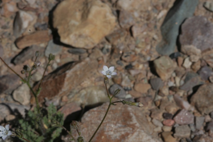 Image of transmontane gilia