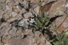 Image of transmontane gilia