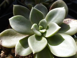 Image of Cremnophila nutans Rose