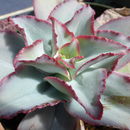 Image of Echeveria subrigida (Robins. & Seaton) Rose ex Britton & Rose