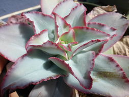 Image of Echeveria subrigida (Robins. & Seaton) Rose ex Britton & Rose