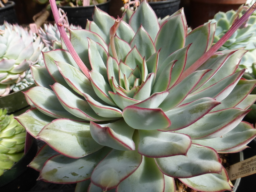 Imagem de Echeveria pulidonis Walther